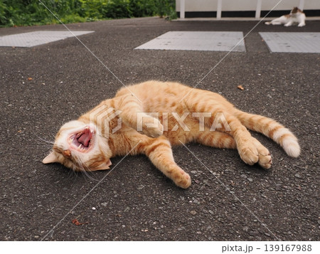 リラックスしている猫 リラックスしている猫 139167988