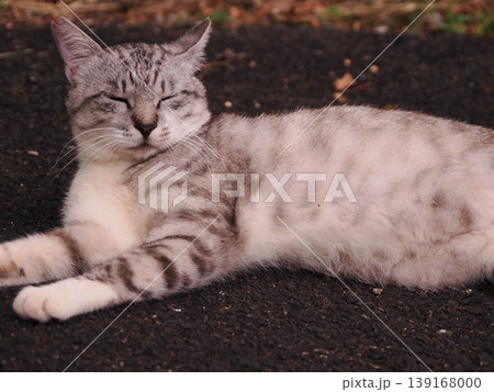 リラックスしている猫 139168000