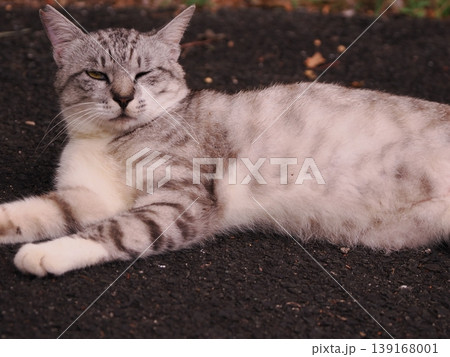 リラックスしている猫 139168001