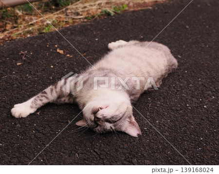 リラックスしている猫 リラックスしている猫 139168024