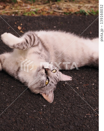 リラックスしている猫 リラックスしている猫 139168032