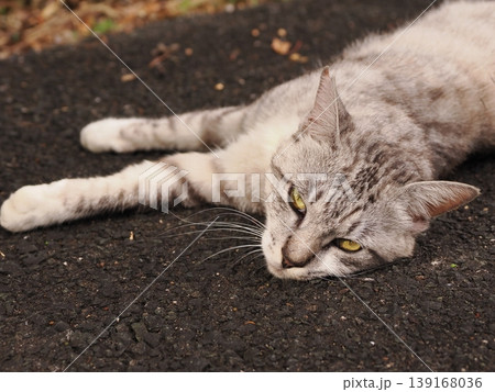 リラックスしている猫 リラックスしている猫 139168036