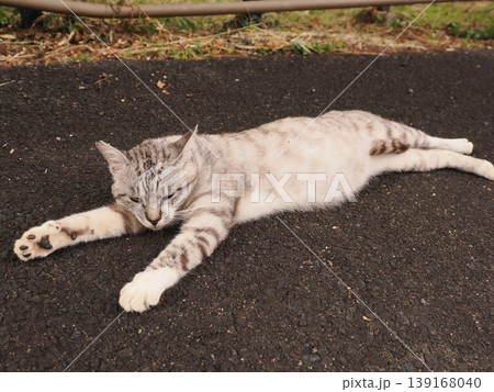リラックスしている猫 139168040