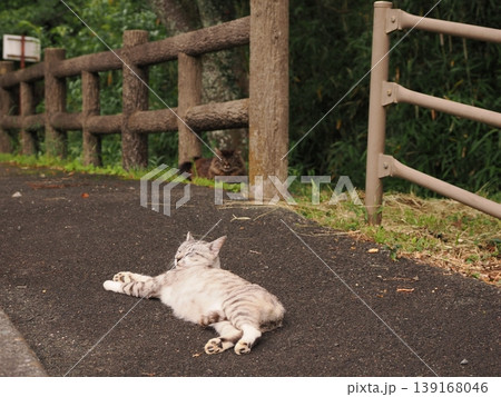 リラックスしている猫 139168046