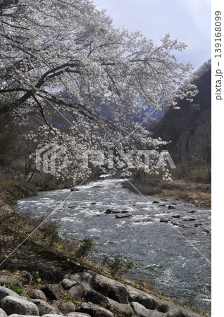 新潟 魚野川 新潟 魚野川 139168099