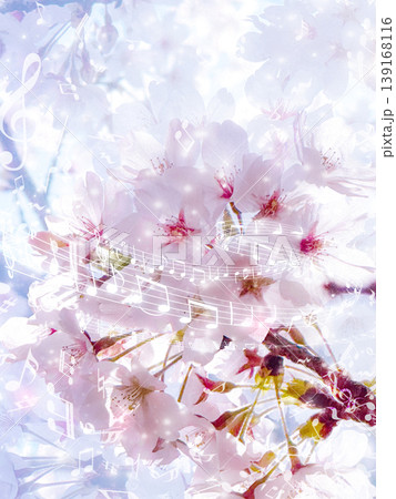 桜の花 桜の花 139168116