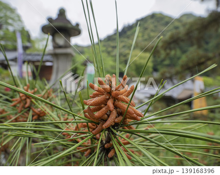 芽吹く日本の心、松の花と古都の静寂 芽吹く日本の心、松の花と古都の静寂 139168396