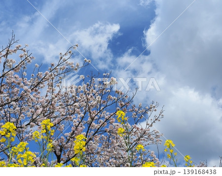 春の訪れを知らせる桜と菜の花 139168438