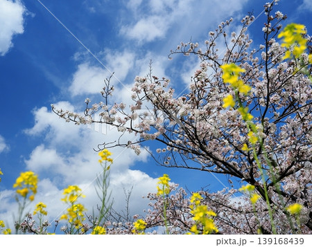 菜の花と桜と青空 菜の花と桜と青空 139168439