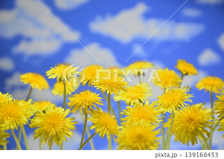 青空とタンポポの花 青空とタンポポの花 139168453