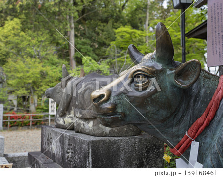 威厳漂う神の使い、天神様に鎮座する撫牛 139168461