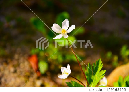ニリンソウの花 139168466