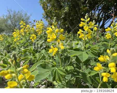 Thermopsis lupinoides (センダイハギ) 139168624