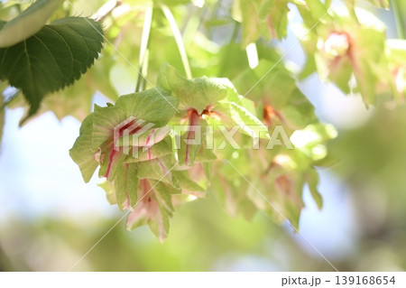 御衣黄　緑色の桜　ギョイコウの花 139168654