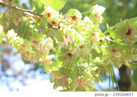御衣黄　緑色の桜　ギョイコウの花 139168657