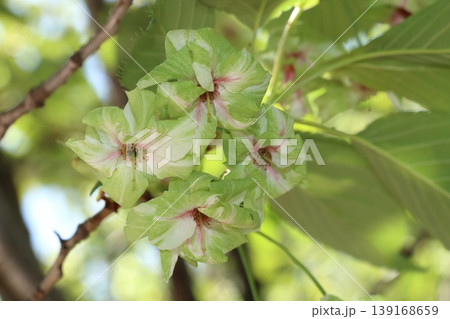 御衣黄　緑色の桜　ギョイコウの花 139168659