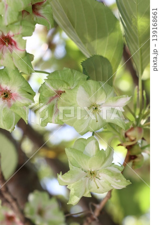 御衣黄　緑色の桜　ギョイコウの花 139168661