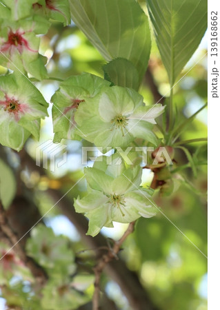 御衣黄 緑色の桜 ギョイコウの花 御衣黄 緑色の桜 ギョイコウの花 139168662