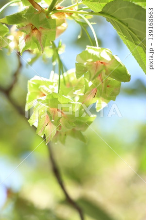 御衣黄　緑色の桜　ギョイコウの花 139168663