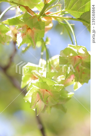 御衣黄　緑色の桜　ギョイコウの花 139168664