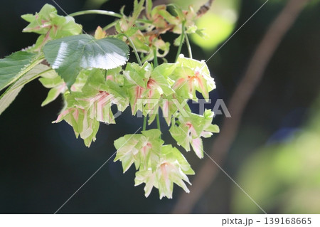 御衣黄 緑色の桜 ギョイコウの花 御衣黄 緑色の桜 ギョイコウの花 139168665
