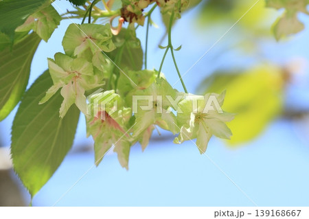 御衣黄　緑色の桜　ギョイコウの花 139168667