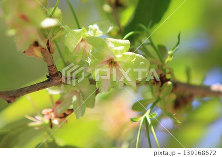 御衣黄　緑色の桜　ギョイコウの花 139168672