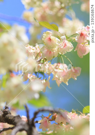御衣黄　緑色の桜　ギョイコウの花 139168674