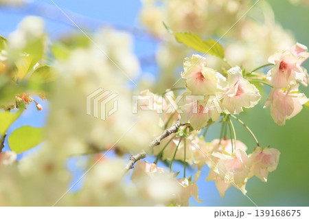 御衣黄 緑色の桜 ギョイコウの花 御衣黄 緑色の桜 ギョイコウの花 139168675
