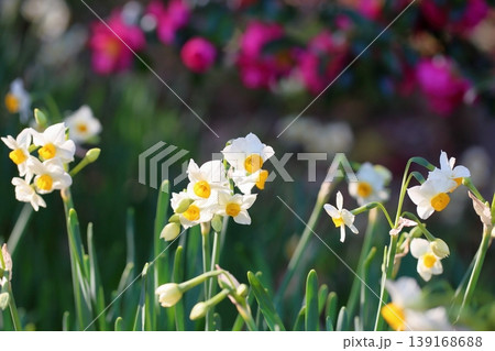 スイセンの花 スイセンの花 139168688