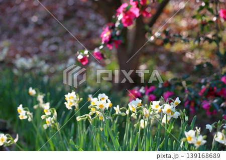 スイセンの花 スイセンの花 139168689