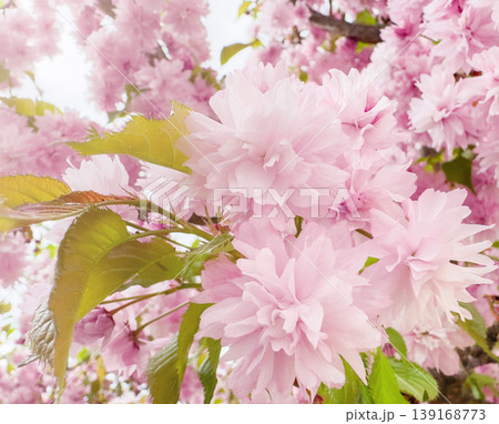 Pink cherry blossoms and sakura bloom on a floral branch with soft petals in a spring garden. Romantic closeup of pastel flowers, fresh leaves and bright seasonal sunlight. 139168773
