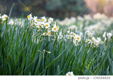 スイセンの花 139168820