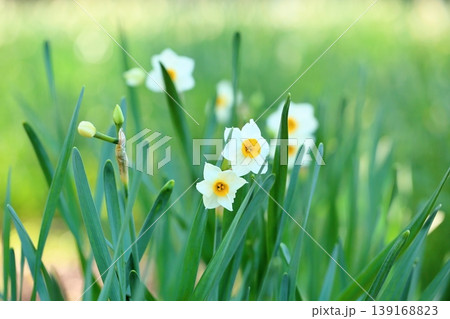 スイセンの花 スイセンの花 139168823