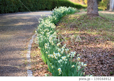 スイセンの花 スイセンの花 139168912