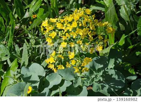Leontice (Leontice leontopetalum) Leontice (Leontice leontopetalum) 139168982
