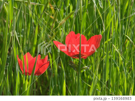 Spring bloom of anemones (Anemone coronaria) in the Negev Spring bloom of anemones (Anemone coronaria) in the Negev 139168983