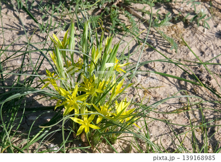 Damascus Gagea, Green-flowered Gagea (Gagea damascena) 139168985