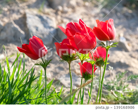 Spring bloom of anemones (Anemone coronaria) in the Negev 139168986