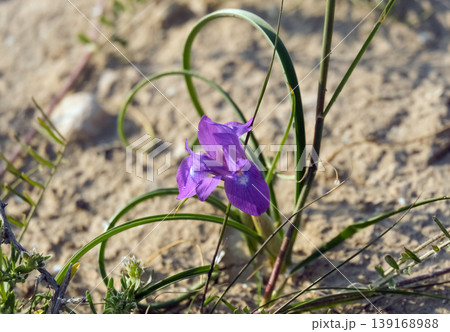 Morea Barbary nut (lat. Moraea sisyrinchium) in the desert Morea Barbary nut (lat. Moraea sisyrinchium) in the desert 139168988