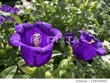 Garden flower Canterbury bells (lat.- Campanula medium) Garden flower Canterbury bells (lat.- Campanula medium) 139168991