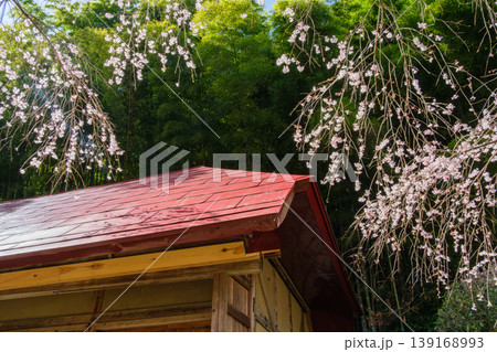 枝垂れ桜と竹林 139168993