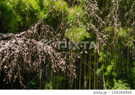 輝く竹林 輝く竹林 139168994