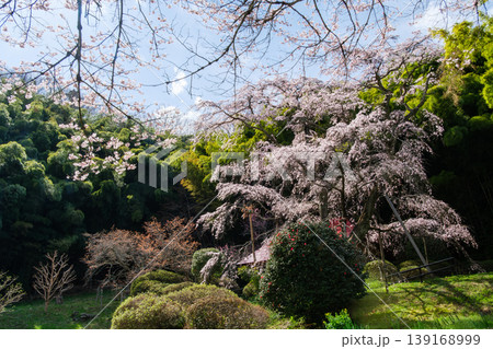 輝く雪村桜 輝く雪村桜 139168999