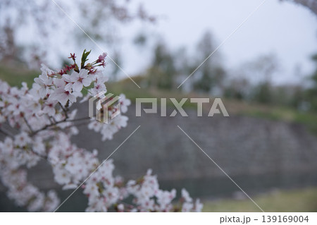 京の風景　満開の桜越しに観る二条城のお堀1 139169004
