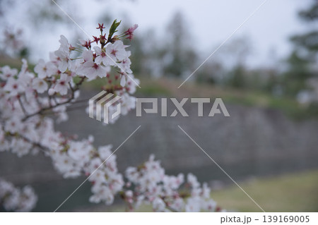 京の風景　満開の桜越しに観る二条城のお堀2 139169005