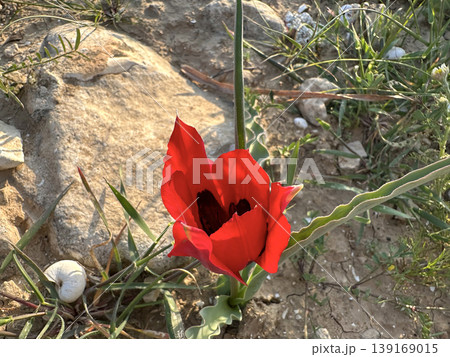 Tulip of the desert (lat. - Tulipa systola) 139169015