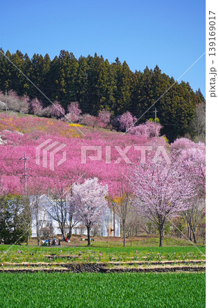 満開に咲く桜と花桃 中之条ガーデンズ 満開に咲く桜と花桃 中之条ガーデンズ 139169017