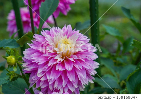 庭に咲く美しいピンク色のダリアの花 庭に咲く美しいピンク色のダリアの花 139169047