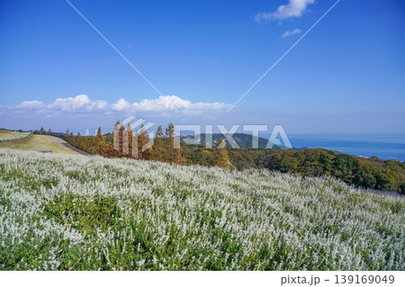 秋の淡路島・あわじ花さじきから望む絶景の花畑と青い海 秋の淡路島・あわじ花さじきから望む絶景の花畑と青い海 139169049